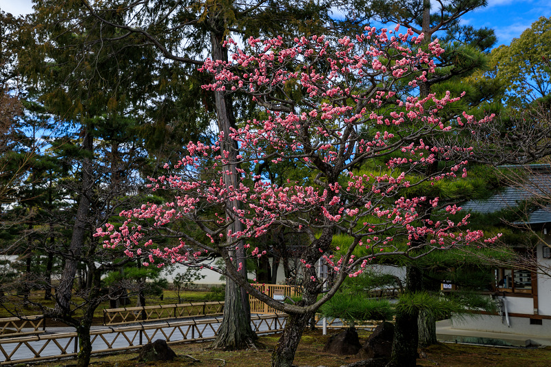 梅咲く智積院_f0155048_23574270.jpg