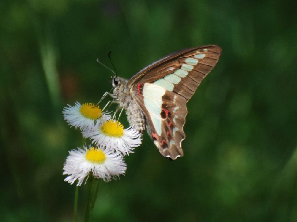 💕春紫菀（ハルジオン） ２_d0135349_18091618.jpg