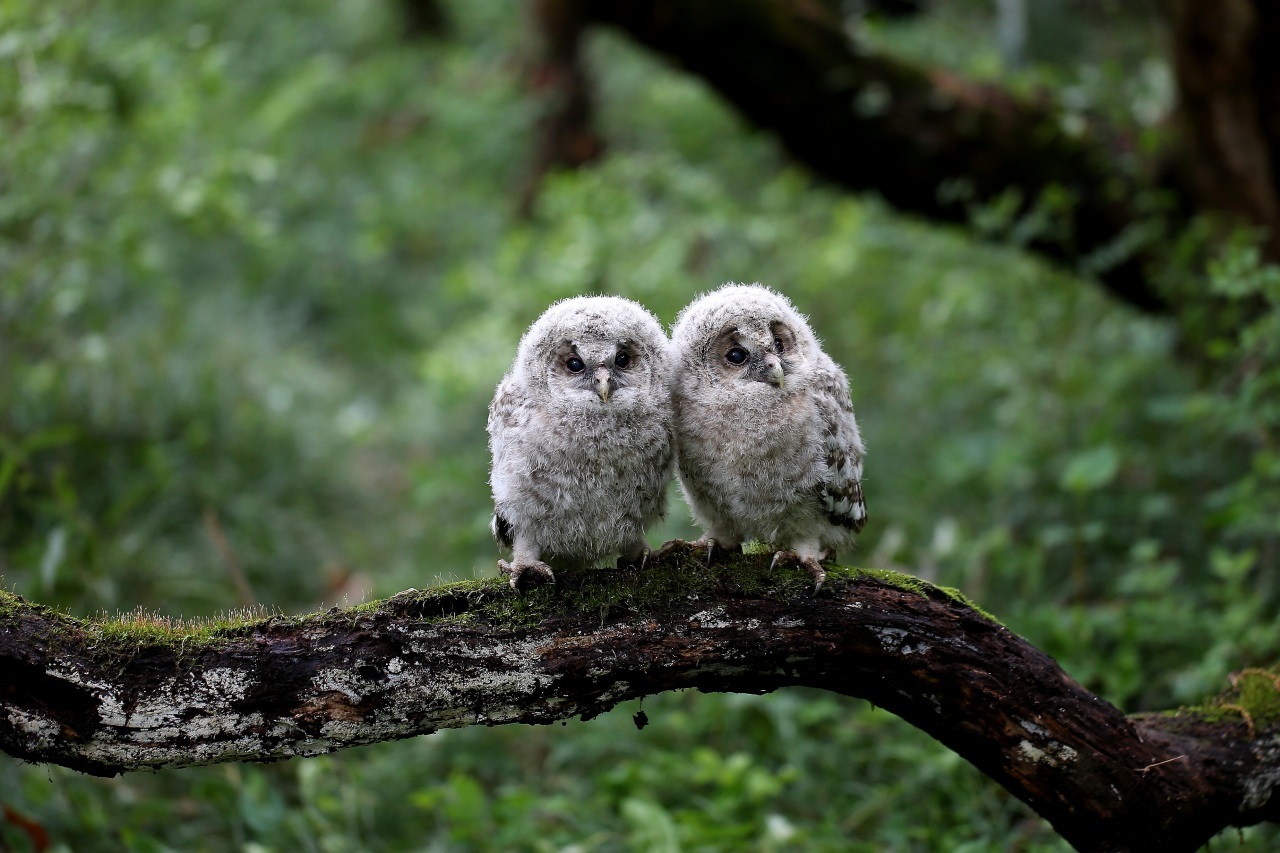 可愛いフクロウの幼鳥 t hの野鳥写真 可愛いフクロウの幼鳥 t hの野鳥写真