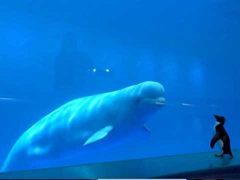 ペンギンのウェリントンと白イルカ。_b0299052_10322123.jpg