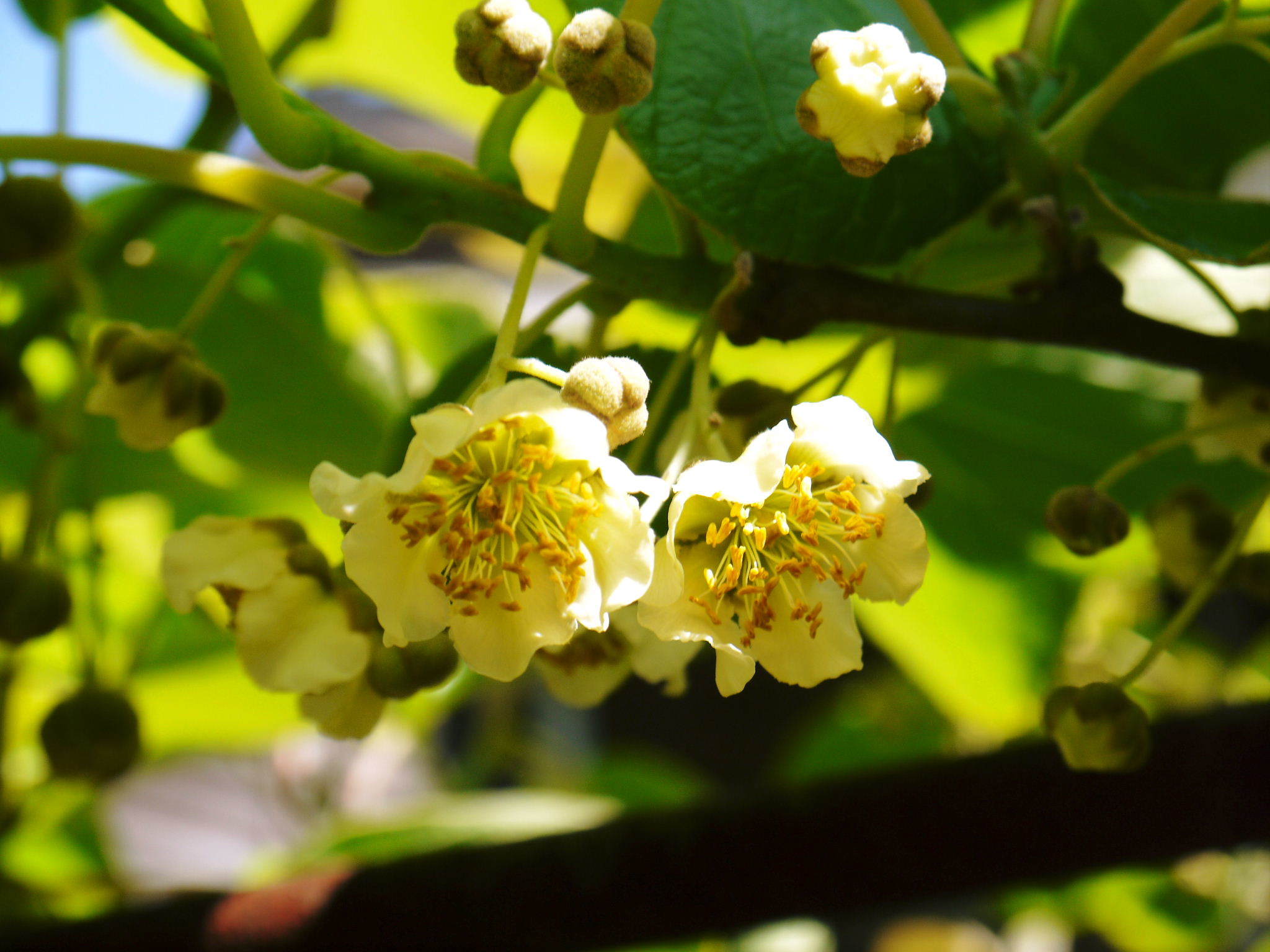 水源キウイ 2020年年も元気に開花しました!今年も完全無農薬・無化学肥料で育てます!!_a0254656_20082300.jpg