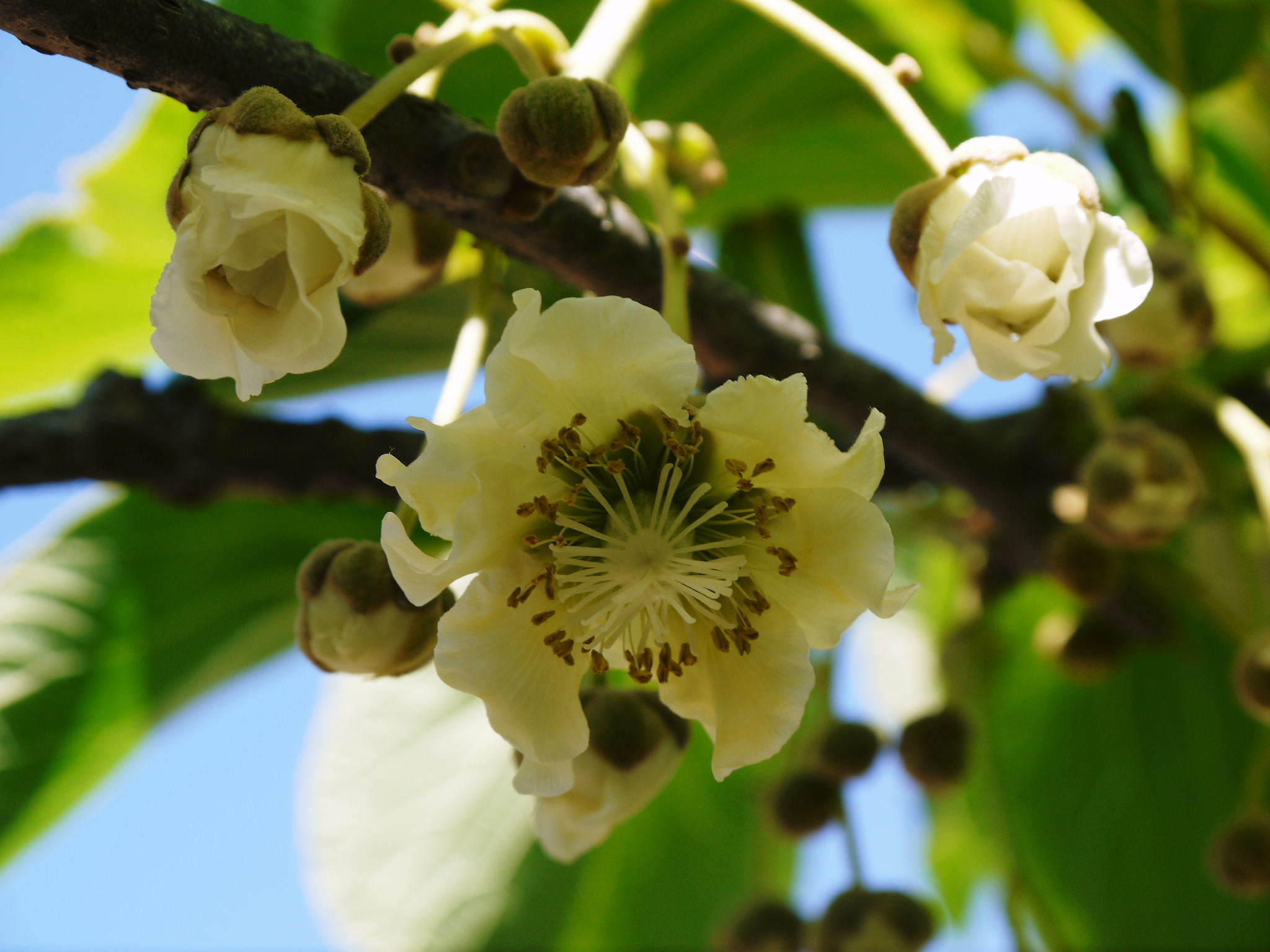 水源キウイ 2020年年も元気に開花しました!今年も完全無農薬・無化学肥料で育てます!!_a0254656_20183639.jpg
