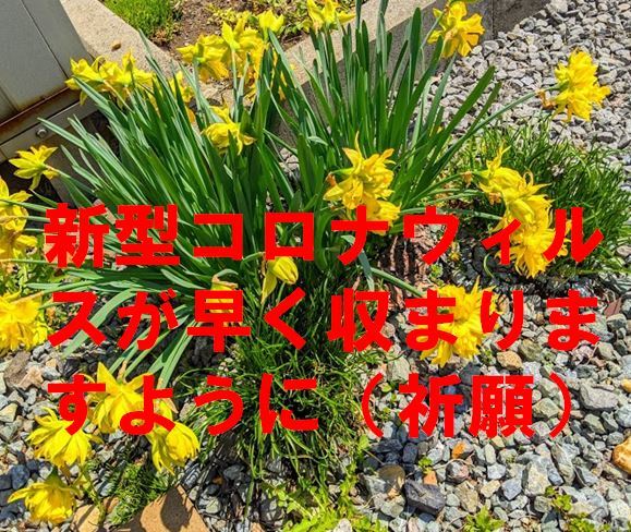 5月8日：道内感染者は新たに6人 _f0397261_18224501.jpg