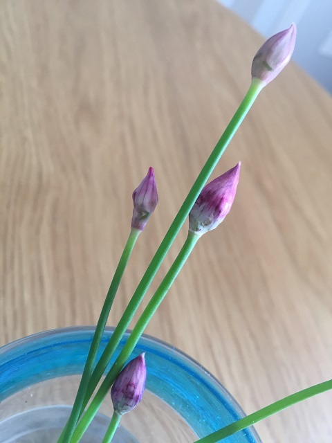 おうちで過ごそう ネバギバ で花咲いたチャイヴ 彡 ロンパラ London パラダイス おうちで過ごそう ネバギバ で花咲いたチャイヴ 彡 ロンパラ London パラダイス