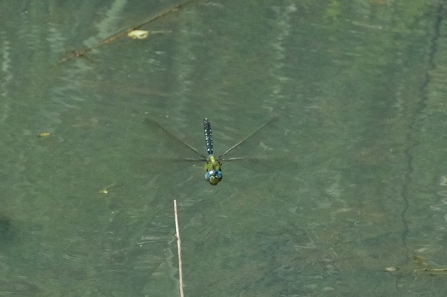 トンボ ３態 飛ぶ 止まる 摑まる 5 8 クロスジギンヤンマ シオカラトンボ ヤマサナエ 舞岡公園の自然２