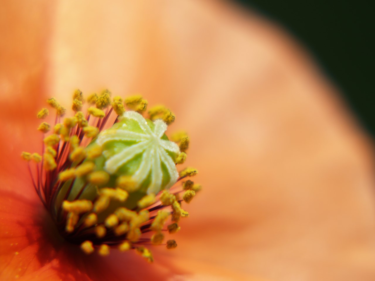 近所を花散歩 自然風の自然風だより