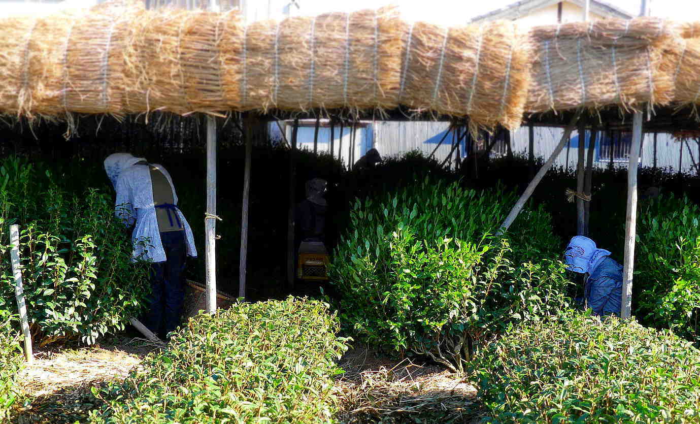 本簾茶園の茶摘みは感慨深い Honzu Chaen\'s tea-picking is filled with emotion every year_a0391480_18510055.jpg