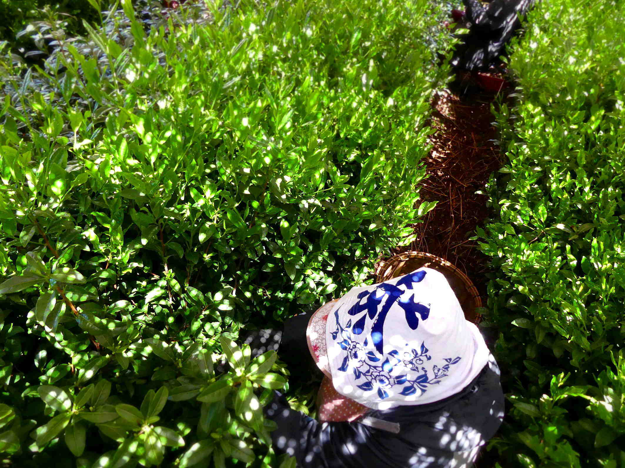 本簾茶園の茶摘みは感慨深い Honzu Chaen\'s tea-picking is filled with emotion every year_a0391480_18511347.jpg