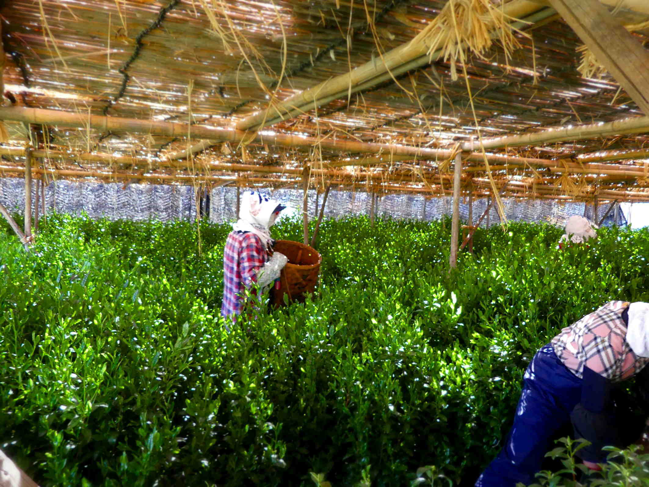 本簾茶園の茶摘みは感慨深い Honzu Chaen\'s tea-picking is filled with emotion every year_a0391480_18512374.jpg