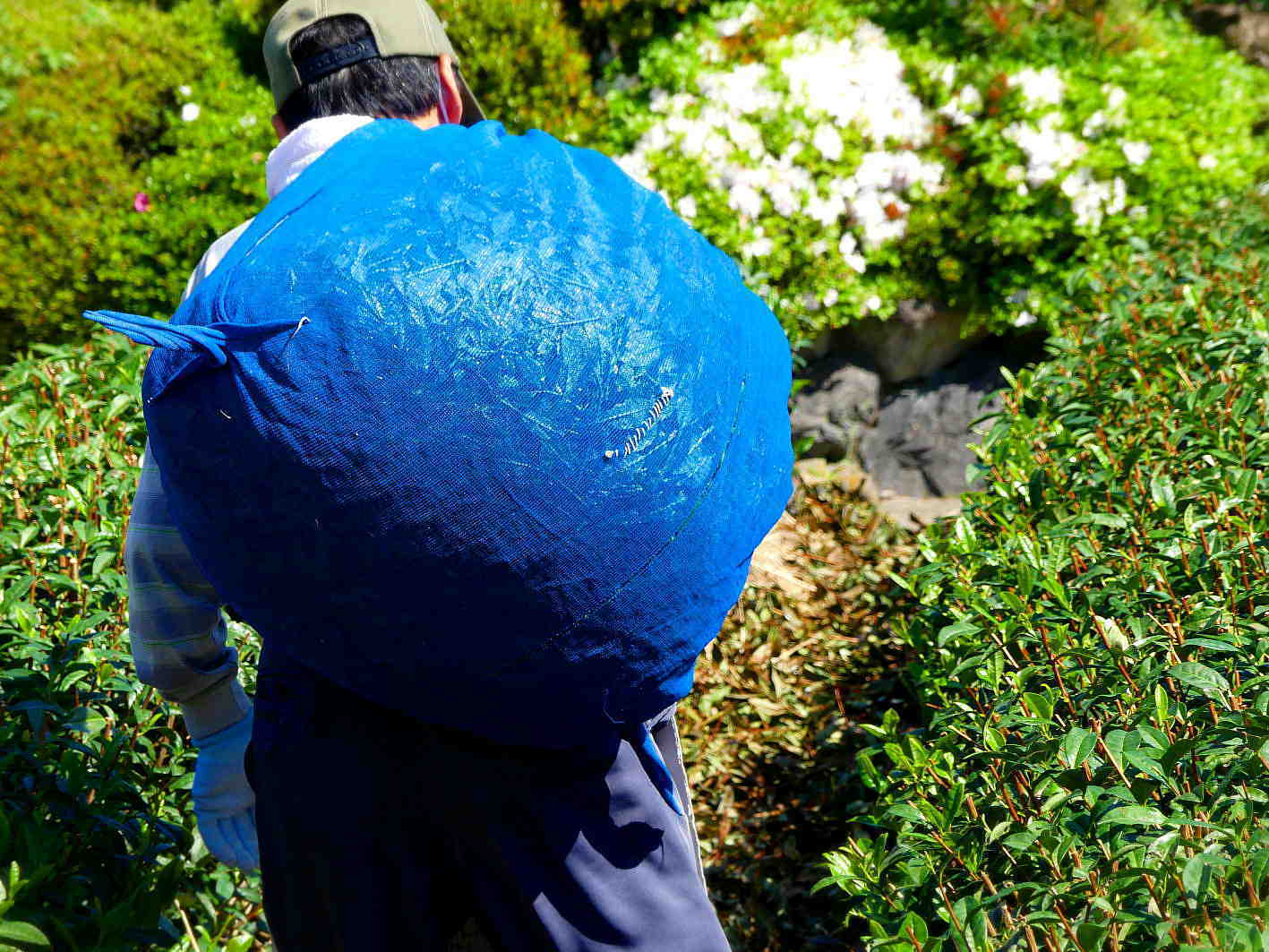 本簾茶園の茶摘みは感慨深い Honzu Chaen\'s tea-picking is filled with emotion every year_a0391480_18513674.jpg