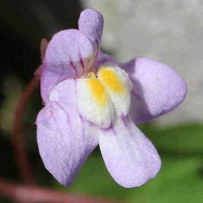 可愛い花だけど 侵入生物 外来生物の ツタバウンラン 健気に育つ植物たち