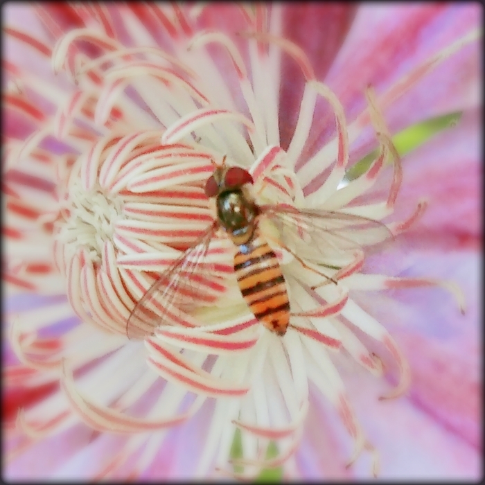 娘たち おうち大好き