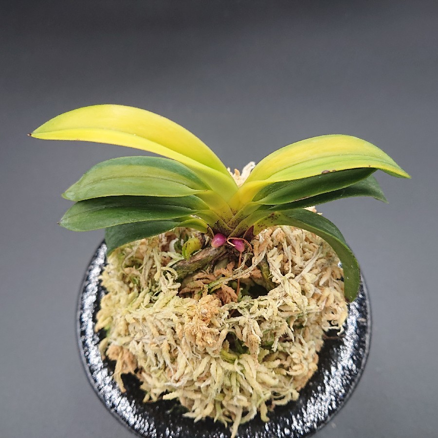 富貴蘭 翠華殿の縞? : 小川ガーデンのブログ 富貴蘭 翠華殿の縞? : 小川ガーデンのブログ