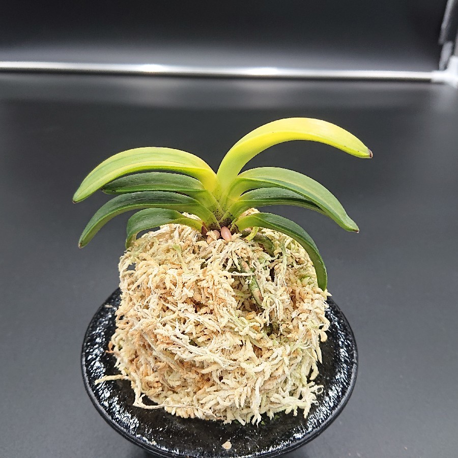 富貴蘭 翠華殿の縞? : 小川ガーデンのブログ 富貴蘭 翠華殿の縞? : 小川ガーデンのブログ