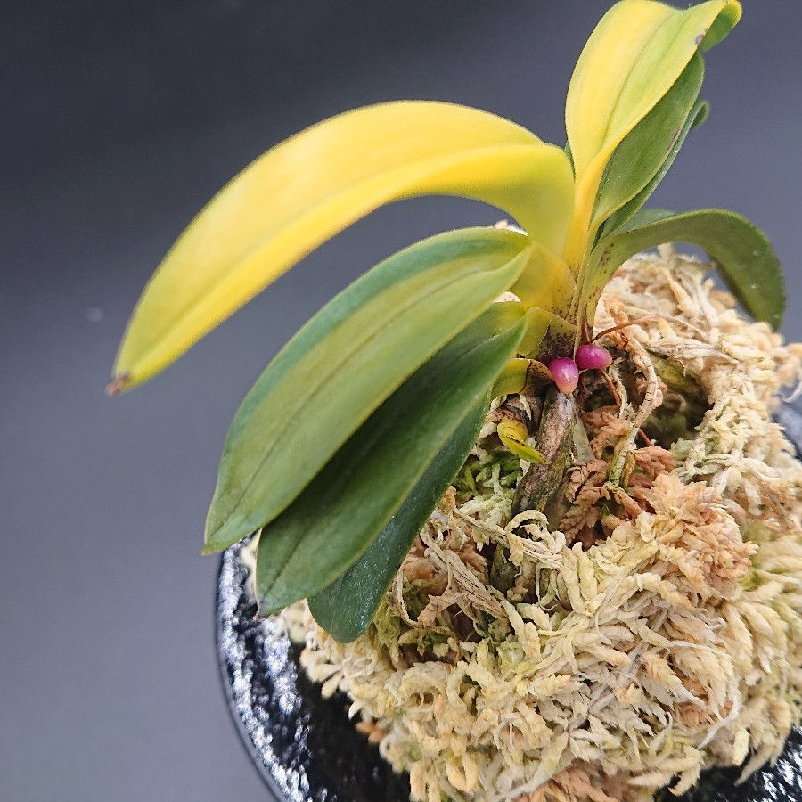 富貴蘭 翠華殿の縞? : 小川ガーデンのブログ 富貴蘭 翠華殿の縞? : 小川ガーデンのブログ