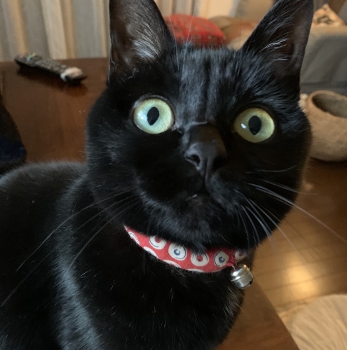 猫の手_e0358096_18020946.jpeg