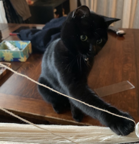 猫の手_e0358096_20052839.jpeg