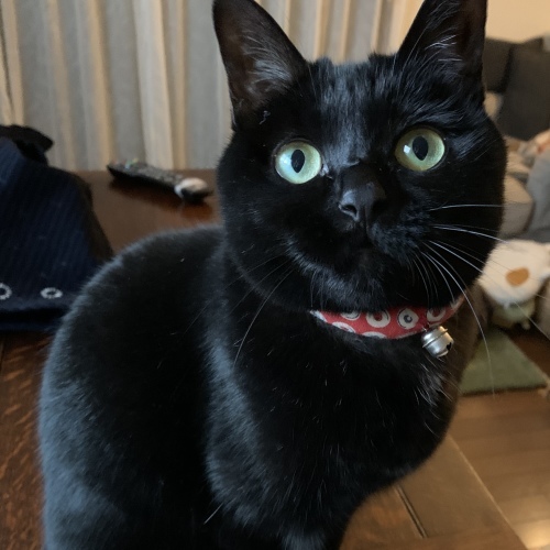 猫の手_e0358096_20063314.jpeg