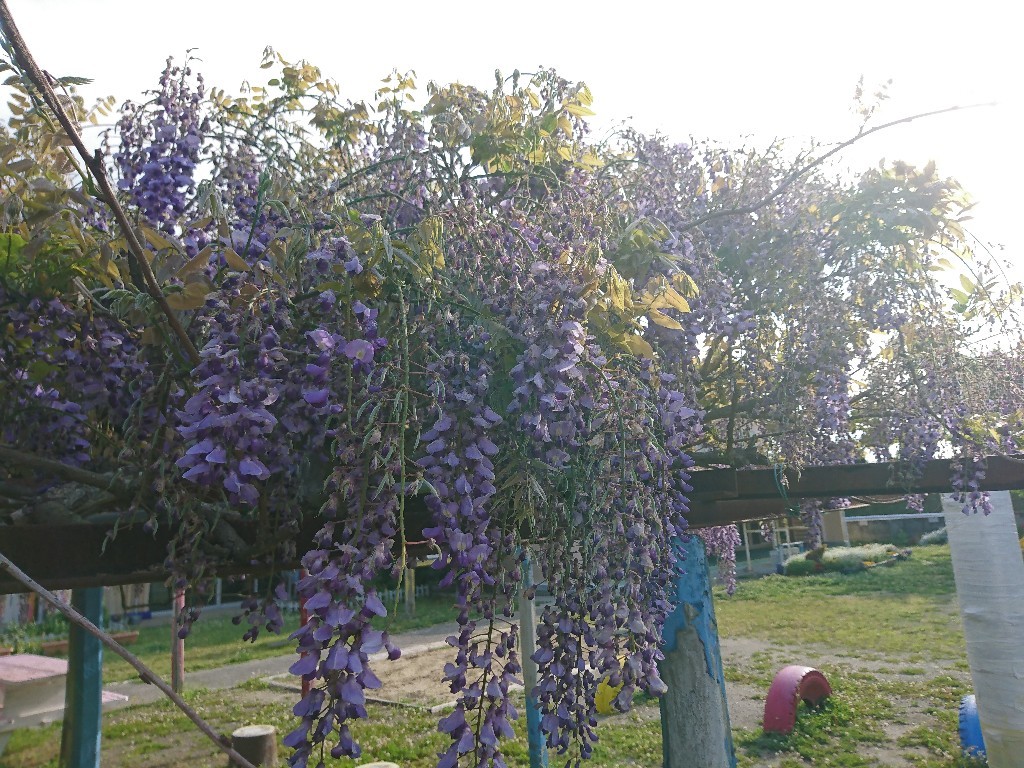 ふじの花 豊房小 ふじの花通信 学校教育目標 とよふさの子 の育成 ふじの花 豊房小 ふじの花通信 学校教育目標 とよふさの子 の育成
