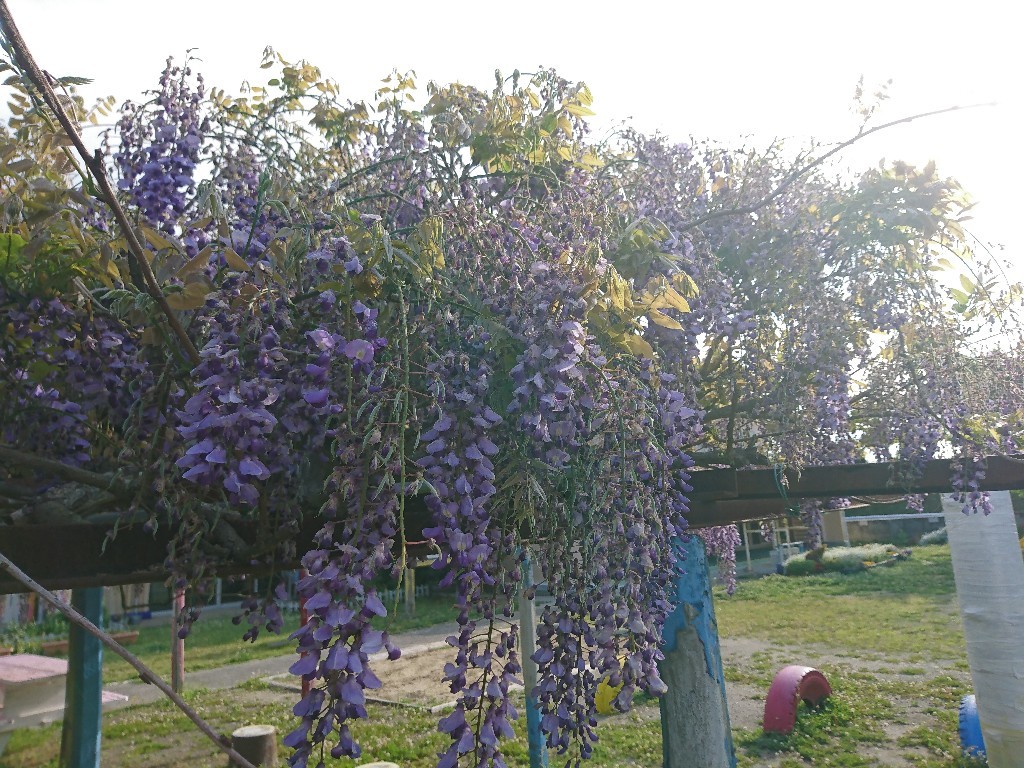 ふじの花 豊房小 ふじの花通信 学校教育目標 とよふさの子 の育成