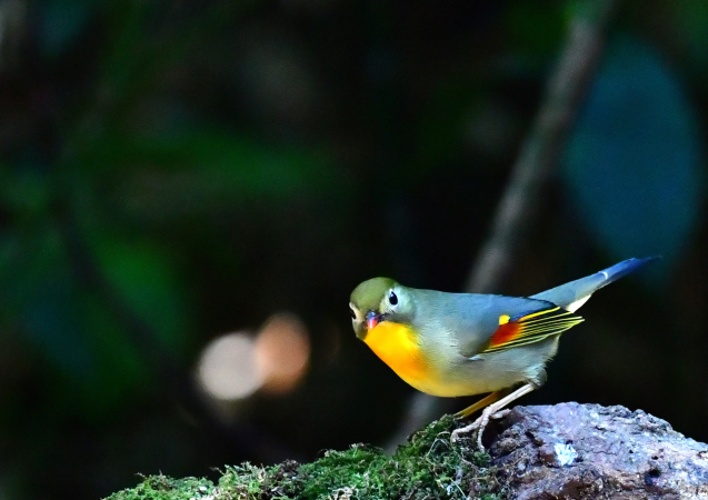 ソウシチョウ 漢字で書くと 相思鳥 蔵出し 小鳥の瞳に恋してる