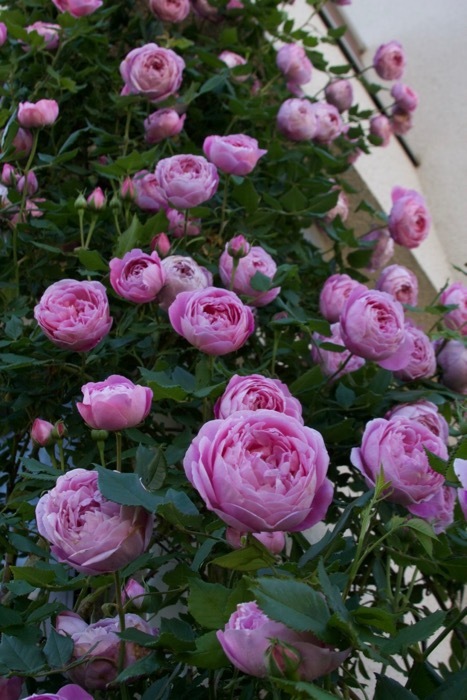 薔薇の季節は ラ レーヌ ヴィクトリアから 日々の暮らしの中で見つける さりげない幸せ
