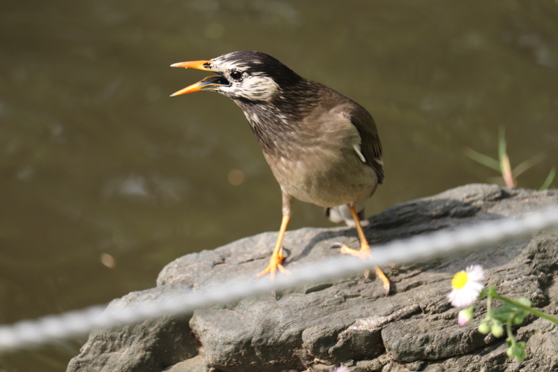 よく観るくちばしの黄色い小鳥は公園に。_a0214329_10391462.jpg