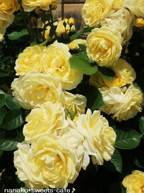 お散歩*公園のバラ_d0147030_21083627.jpg