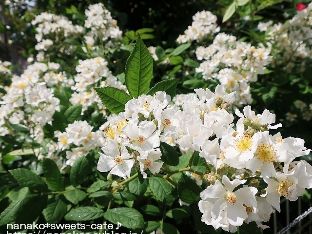 お散歩*公園のバラ_d0147030_21084839.jpg