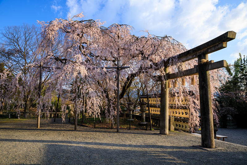 2020桜咲く京都 朝の光に輝く大石桜（大石神社）_f0155048_17105061.jpg