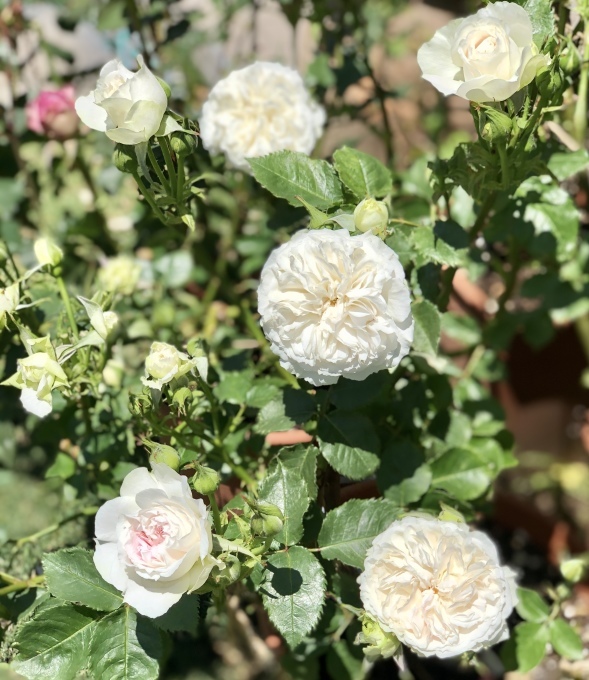 曇りでもバラは続々と♫ブルームーンストーン、セラフィムetc♡_a0396654_18200344.jpeg
