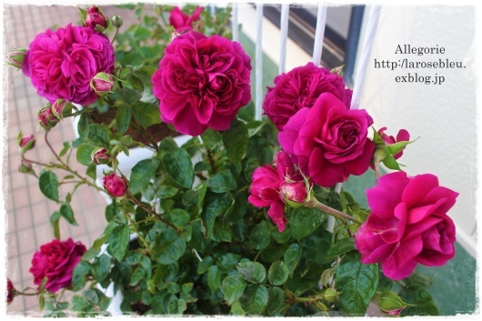 アレゴリー のそれから La Rose 薔薇の庭 アレゴリー のそれから La Rose 薔薇の庭