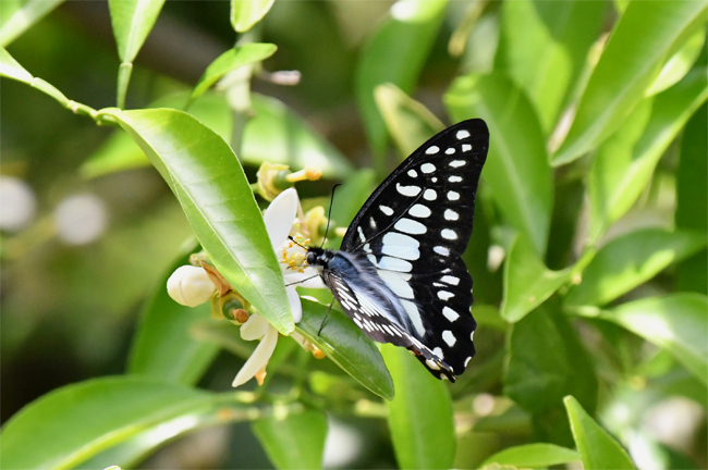 ミカンの花に ミカドアゲハ 続 蝶と自然の物語