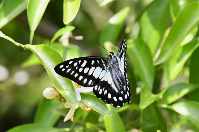 ミカンの花に ミカドアゲハ 続 蝶と自然の物語