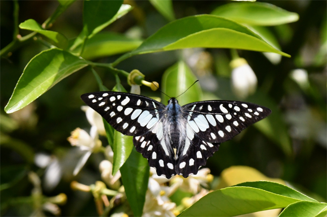 ミカンの花に ミカドアゲハ 続 蝶と自然の物語