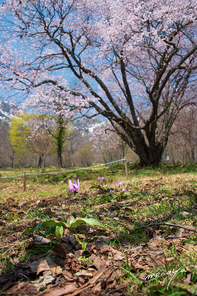 高原の春 風景 Photo