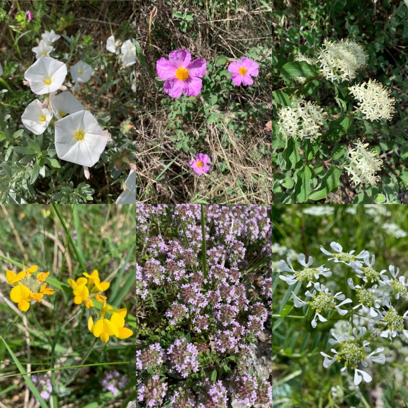名もなき雑草_d0036978_02113631.jpeg