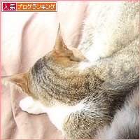 仲良し子猫ーズ_a0389088_09303876.jpg