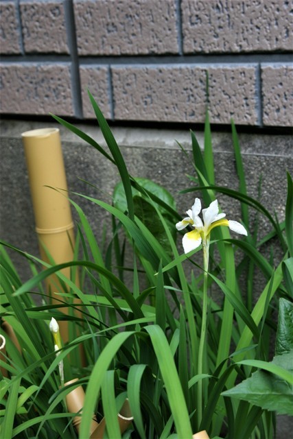 三寸 白あやめ がやっと咲いた 追記 今夜の夕食 三寸 白あやめ がやっと咲いた 追記 今夜の夕食