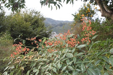 南天の花　折鶴蘭　蛇の髭　金糸梅　七変化_e0354596_22322242.jpg