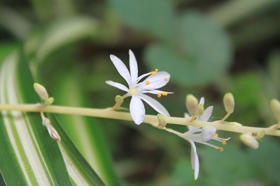 南天の花　折鶴蘭　蛇の髭　金糸梅　七変化_e0354596_22383849.jpg