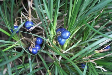 南天の花　折鶴蘭　蛇の髭　金糸梅　七変化_e0354596_22421362.jpg