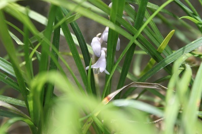 南天の花　折鶴蘭　蛇の髭　金糸梅　七変化_e0354596_23414129.jpg