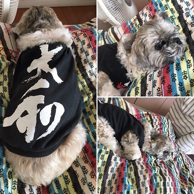 おうちで布狩り♪_f0372998_19023945.jpg
