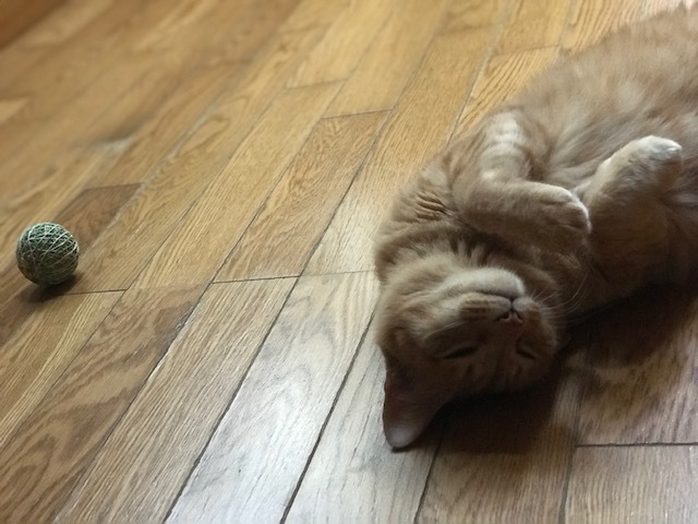ハンターちゃん太_f0242002_18140598.jpg