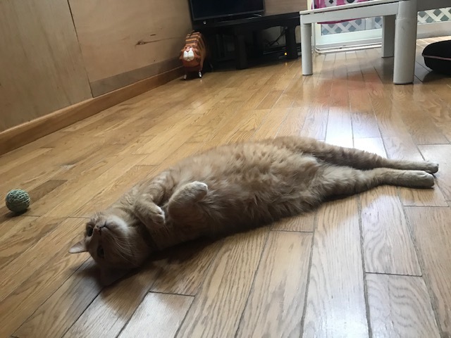 ハンターちゃん太_f0242002_18141833.jpg