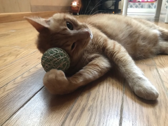 ハンターちゃん太_f0242002_18145768.jpg