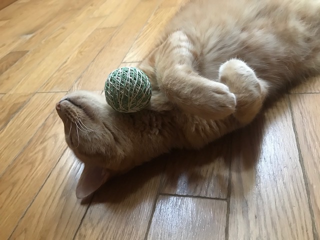 ハンターちゃん太_f0242002_18155537.jpg