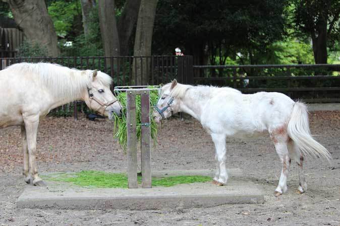 黒いヒツジ なすび ふれあい動物の里 と 子ども動物園 の動物たち 千葉市動物公園 June 2019 続々 動物園ありマス