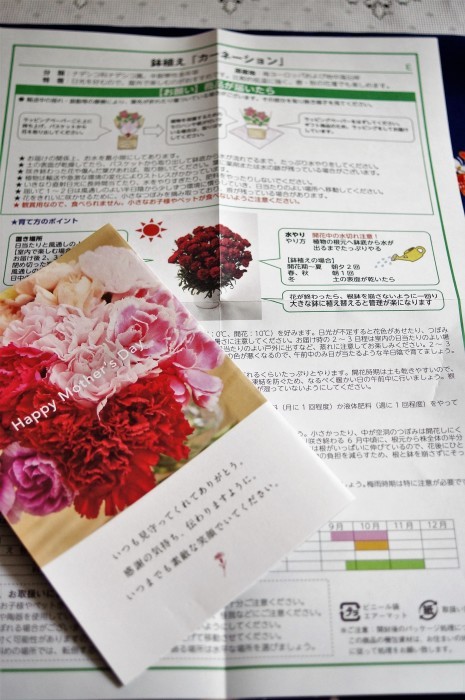 ■母の日で【新宿在住の娘夫婦からは 絞り咲きのカーネーションの鉢植えが届きました♪豪華絢爛!】_b0033423_21111733.jpg